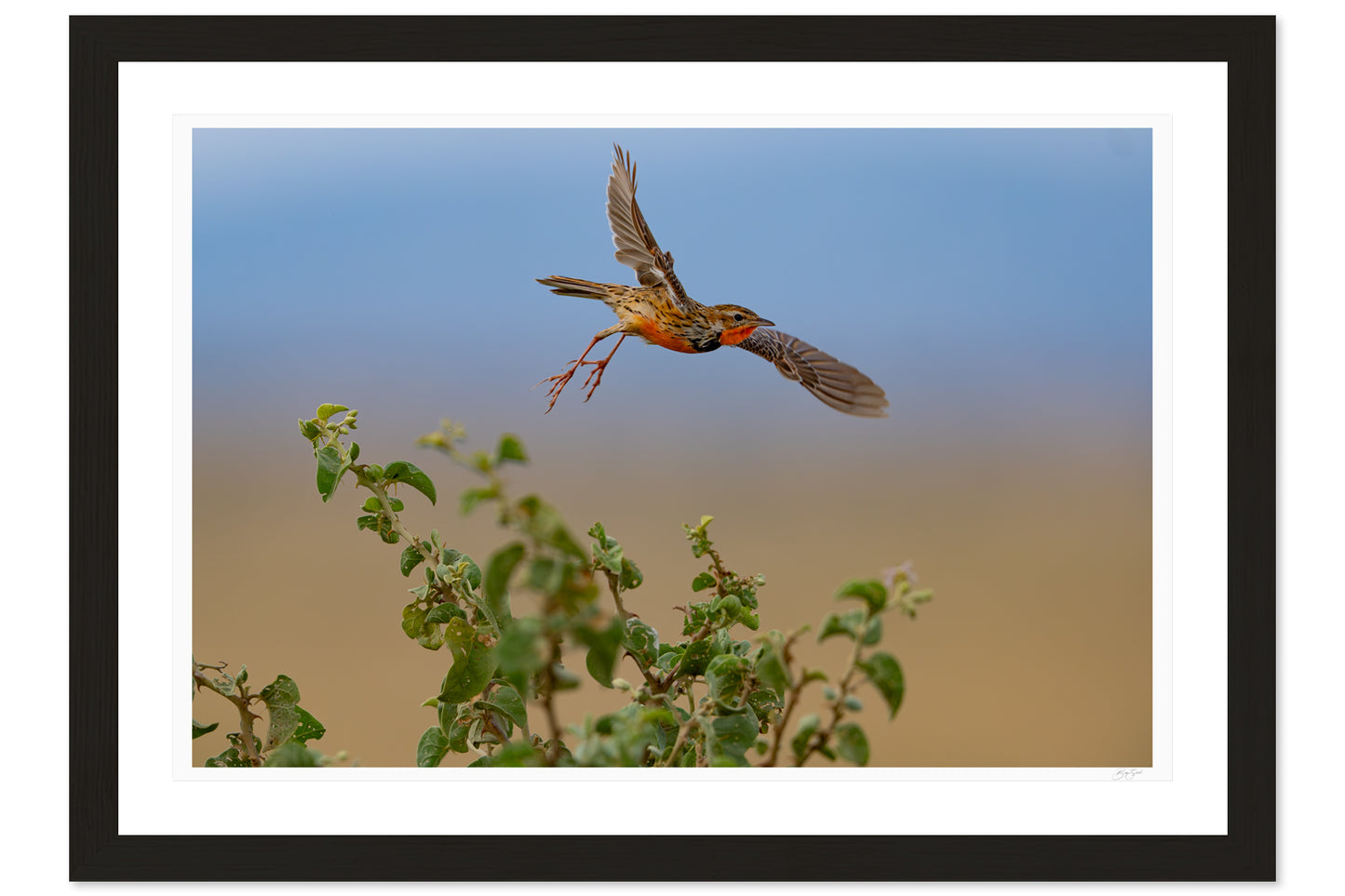 Flight Over The Grasslands
