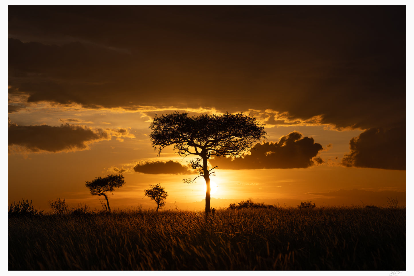 Savanna Gold