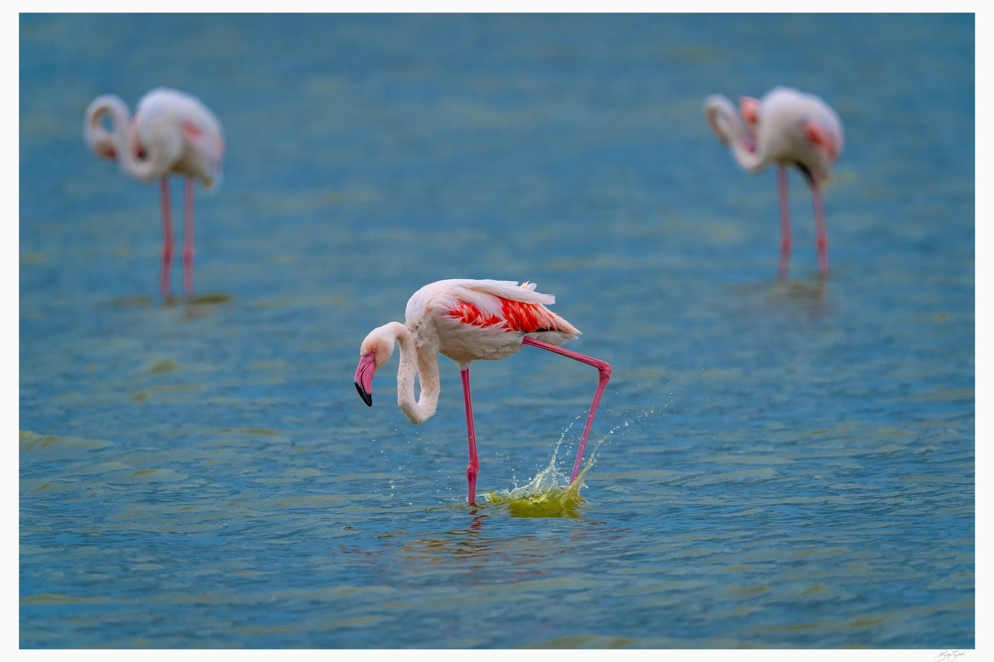 Wading Dance