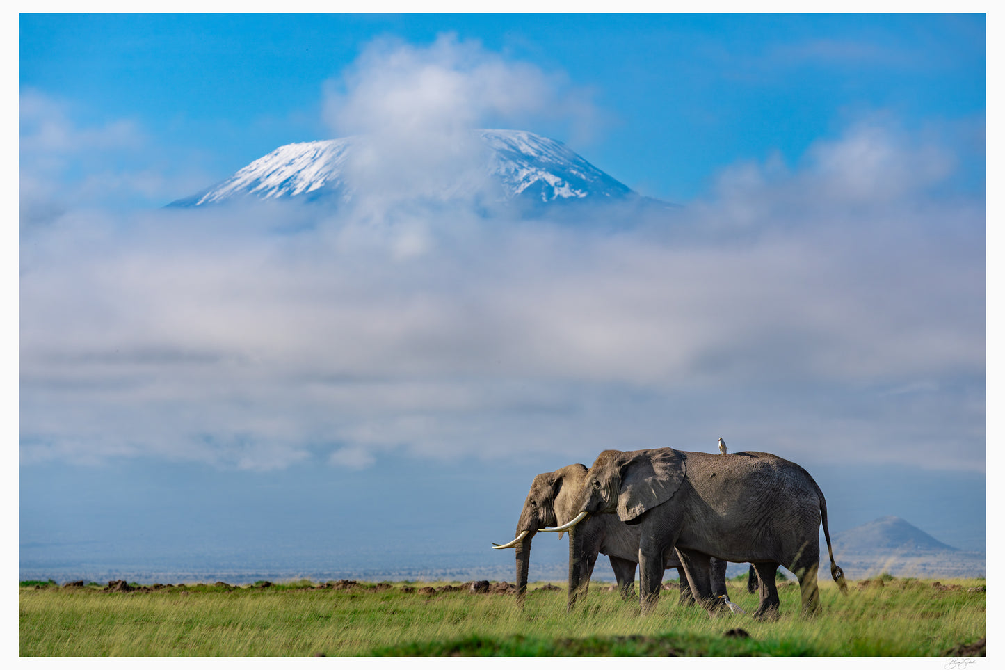 Giants of Kilimanjaro