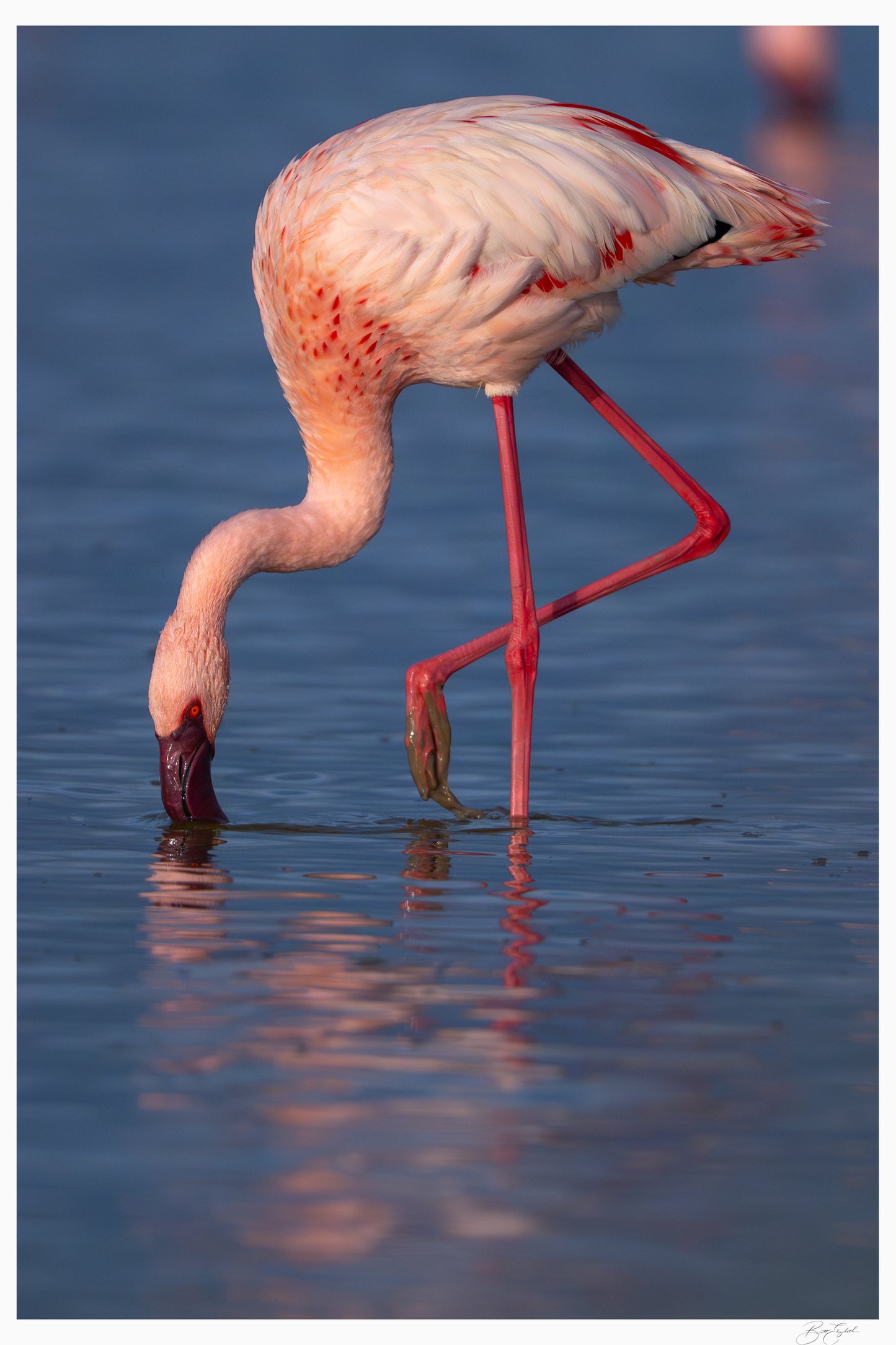 Reflections of Pink