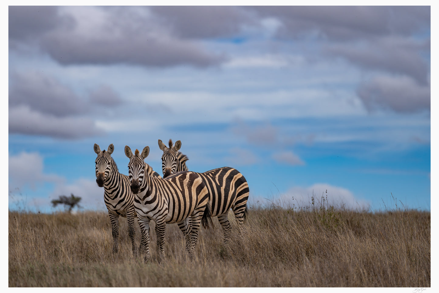 Stripes In Formation