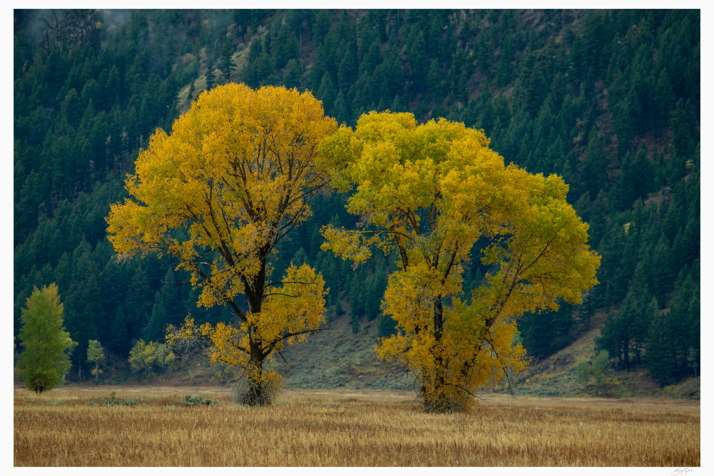 Gold In The Valley