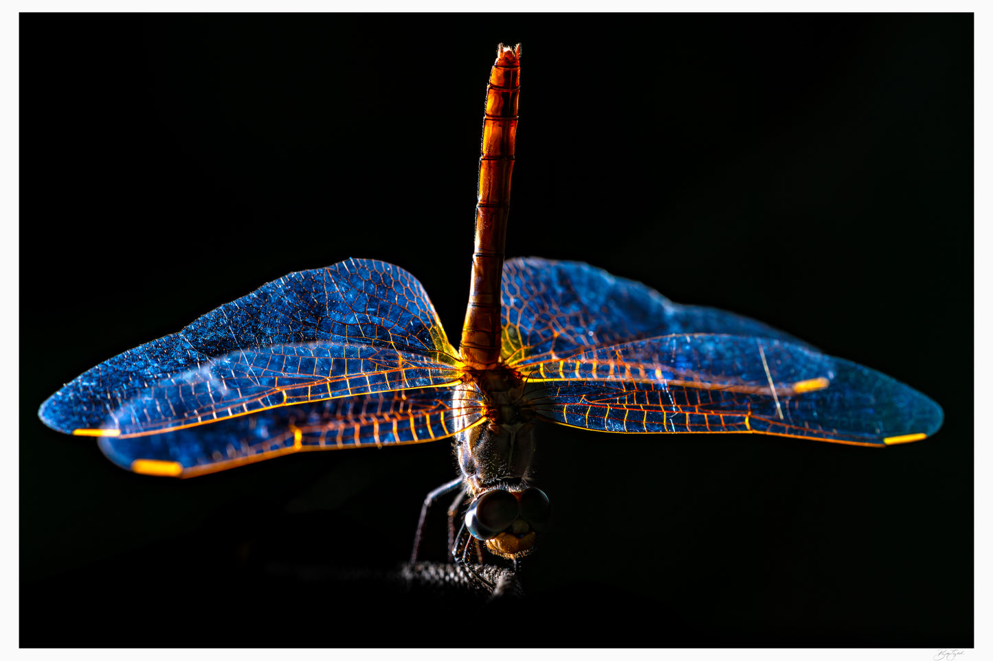 Wings of Light