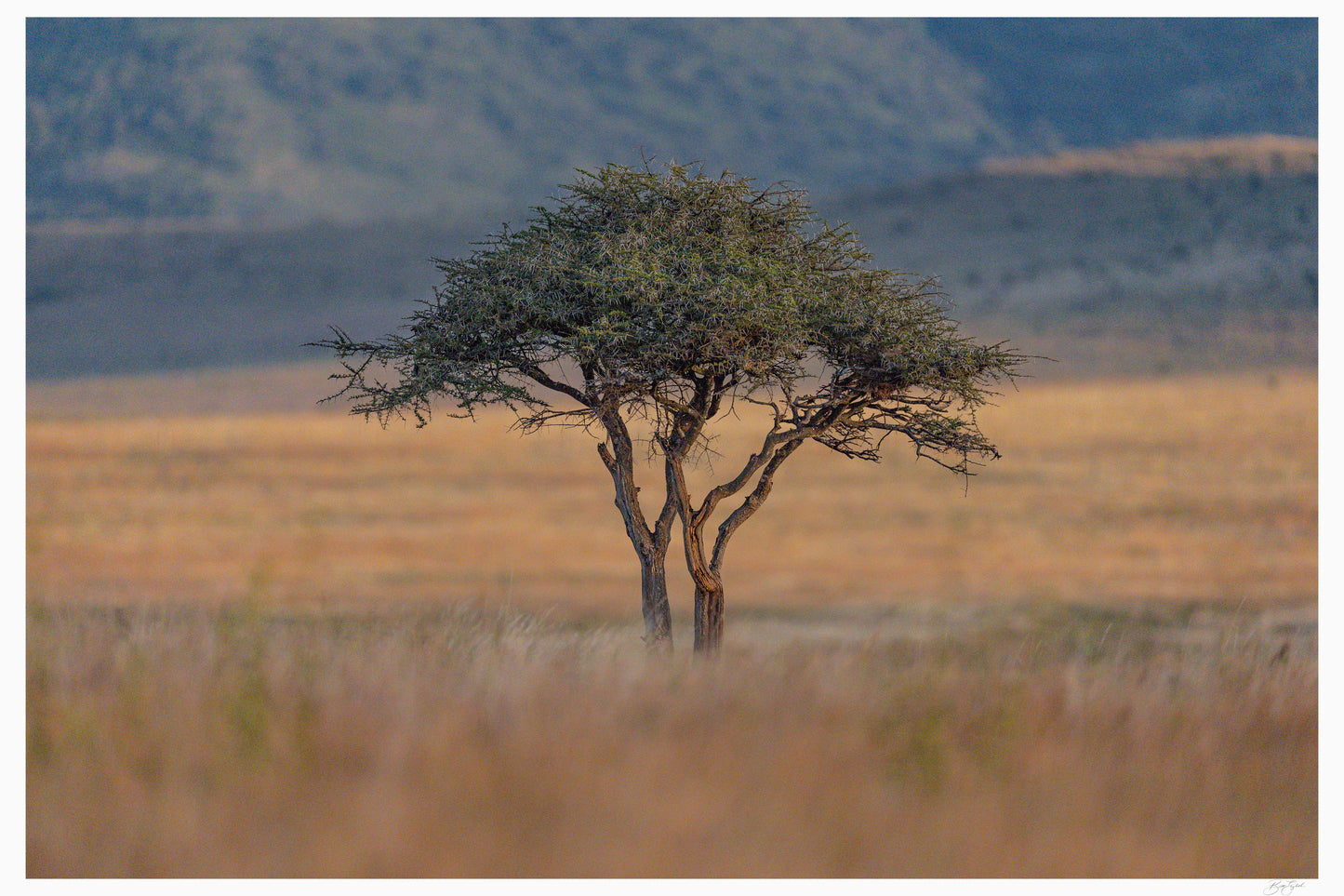 The Watchful Acacia