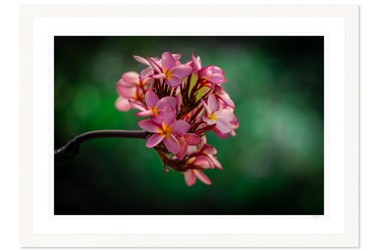 Plumeria Petals
