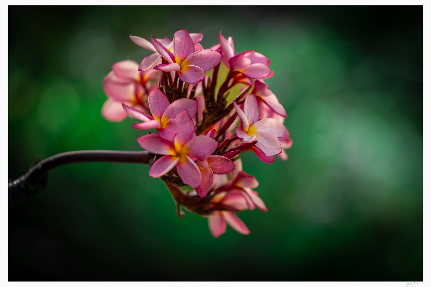 Plumeria Petals