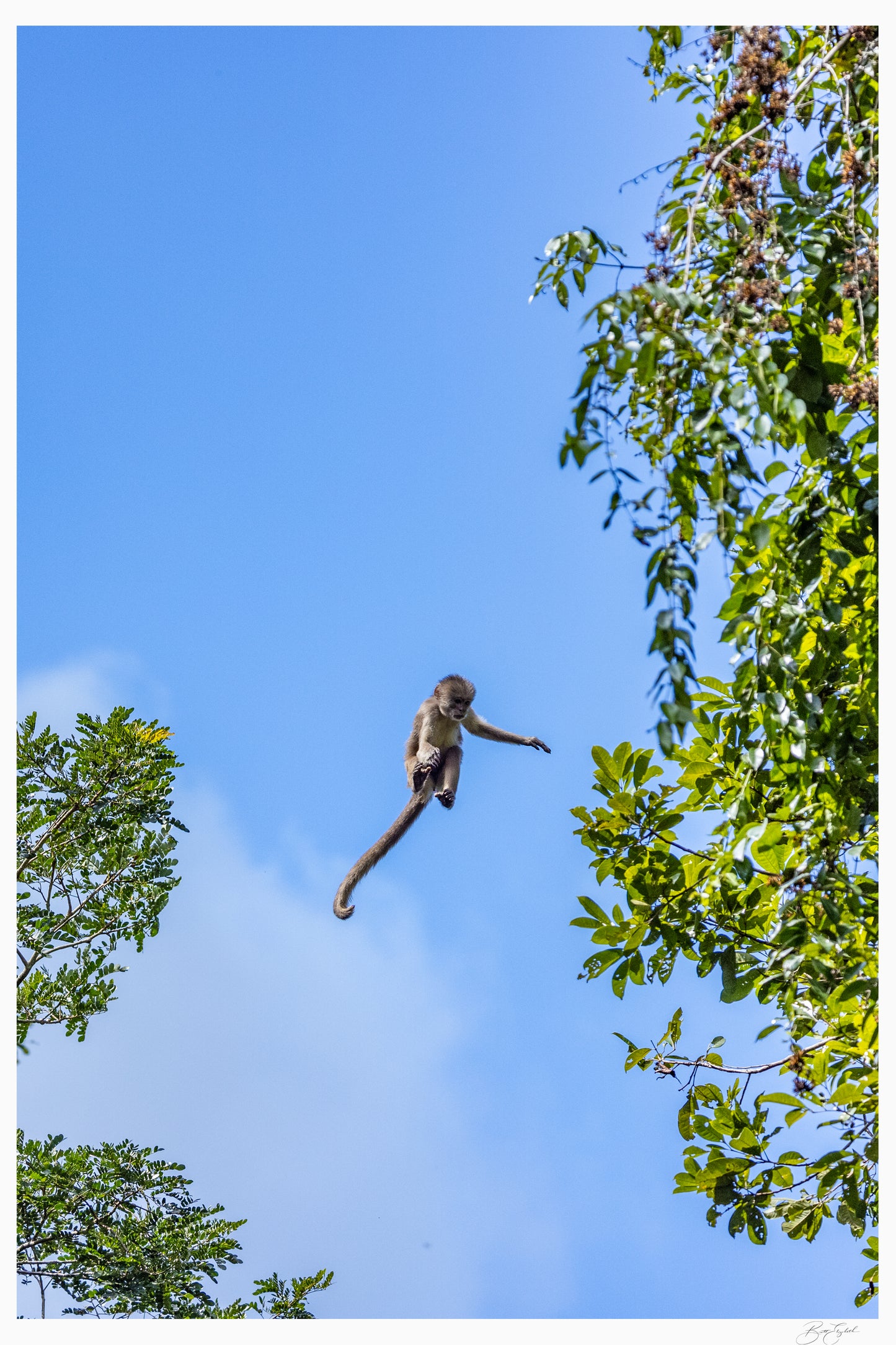 Jungle Joy