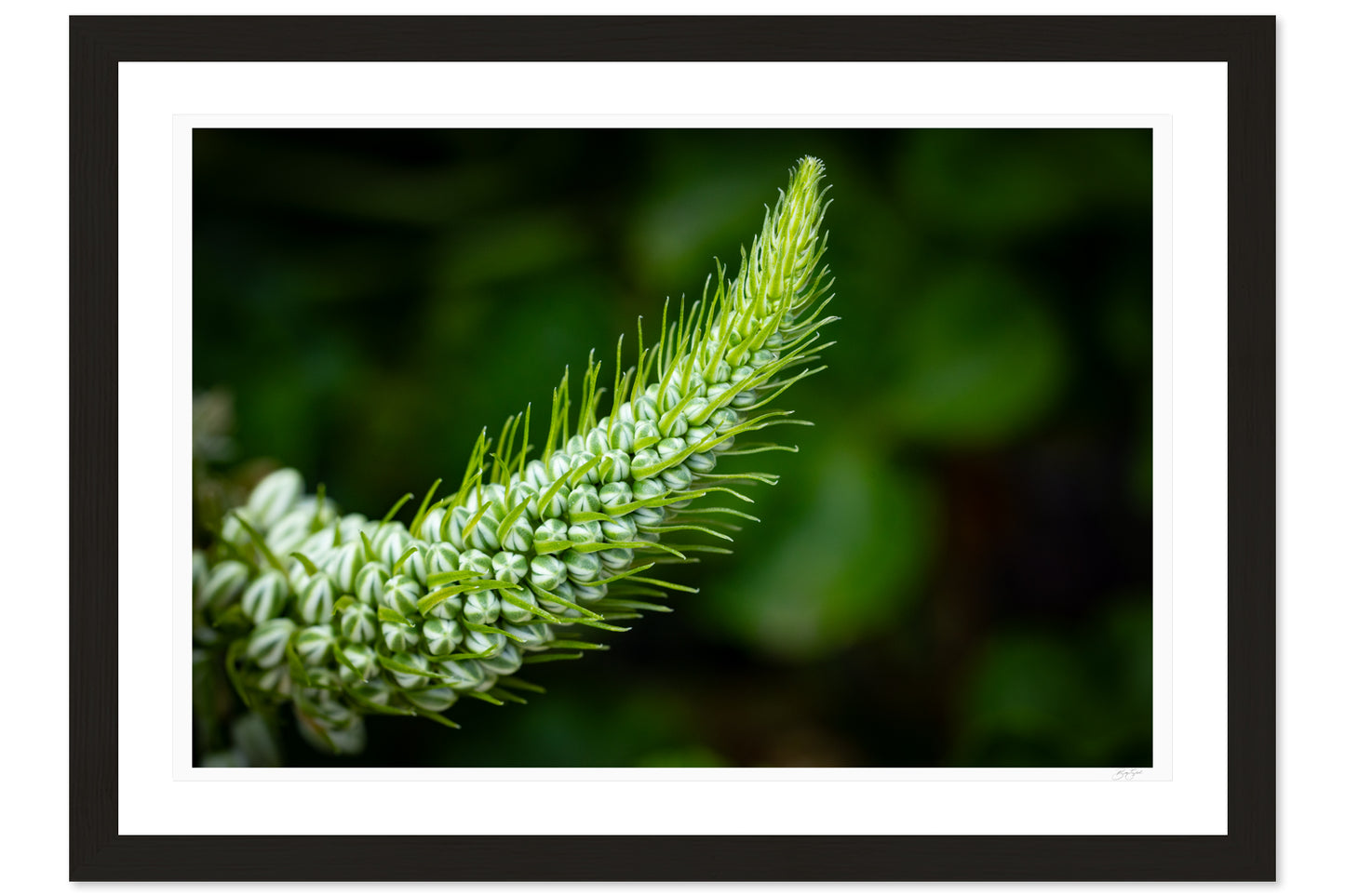 Emerald Spiral