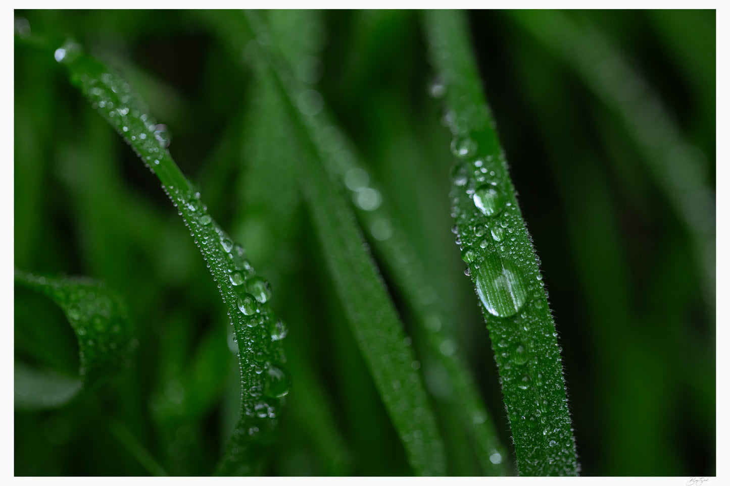 Dew Kissed Blades