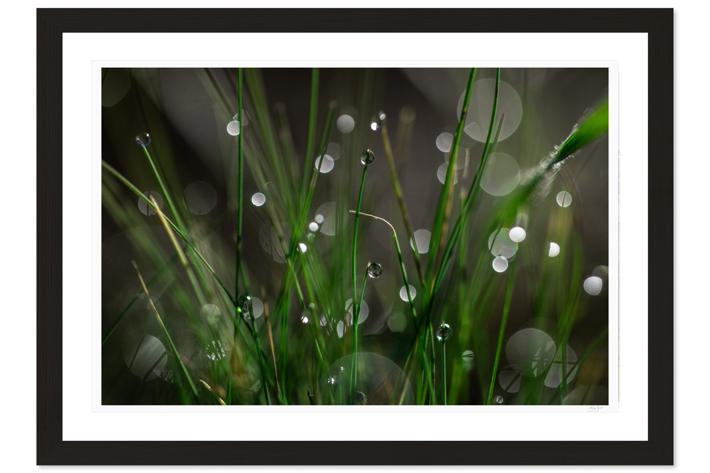 Bokeh Bliss