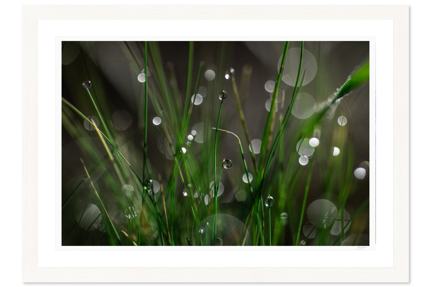 Bokeh Bliss