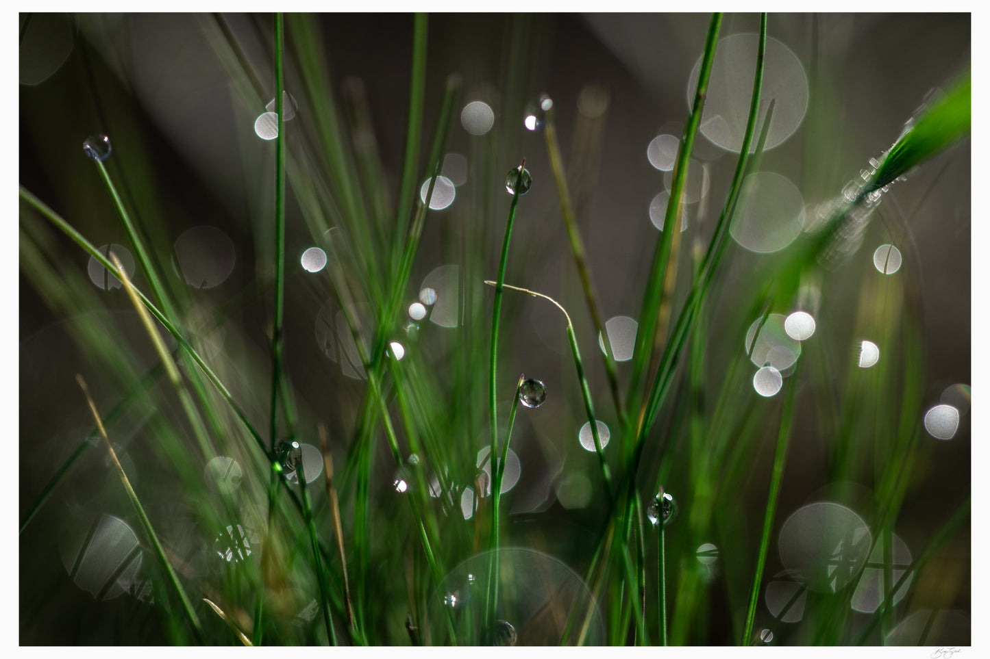 Bokeh Bliss