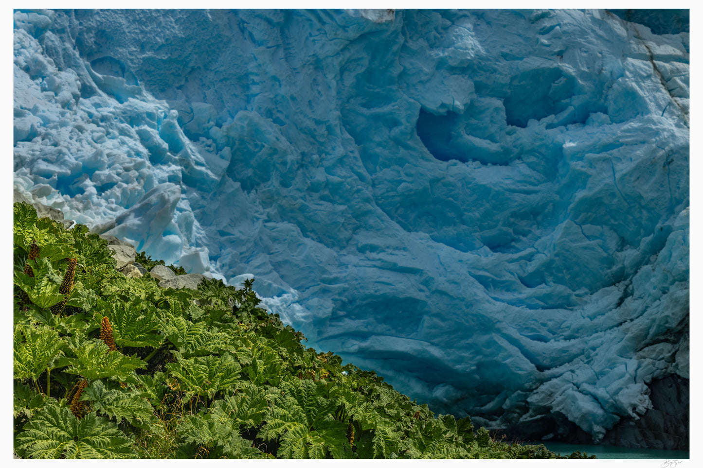 Glacial Garden