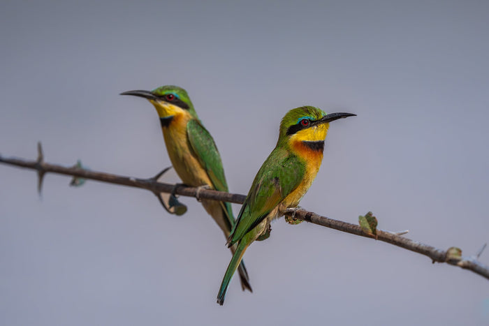 bee eaters sitting on branch Zambia