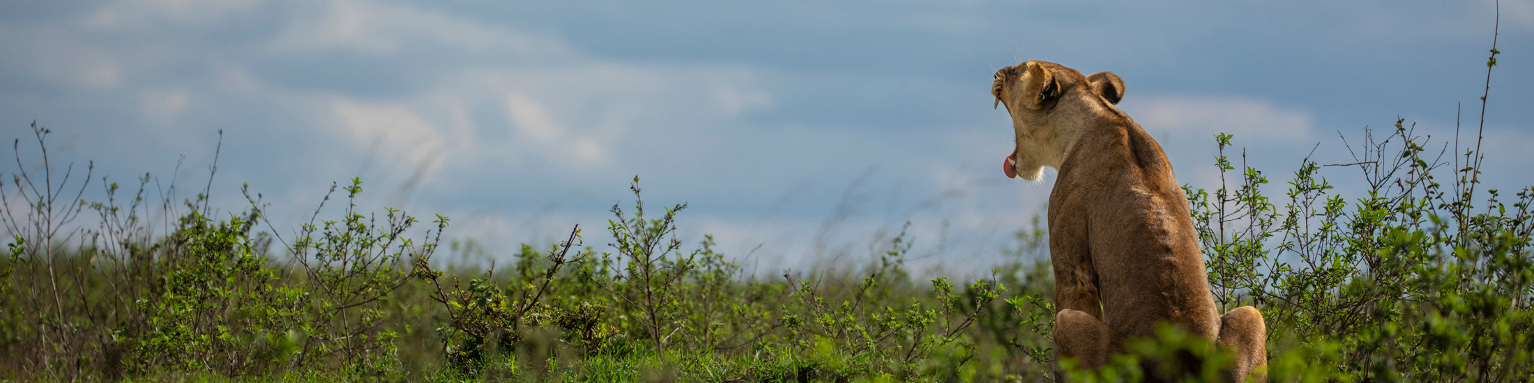 Grasslands