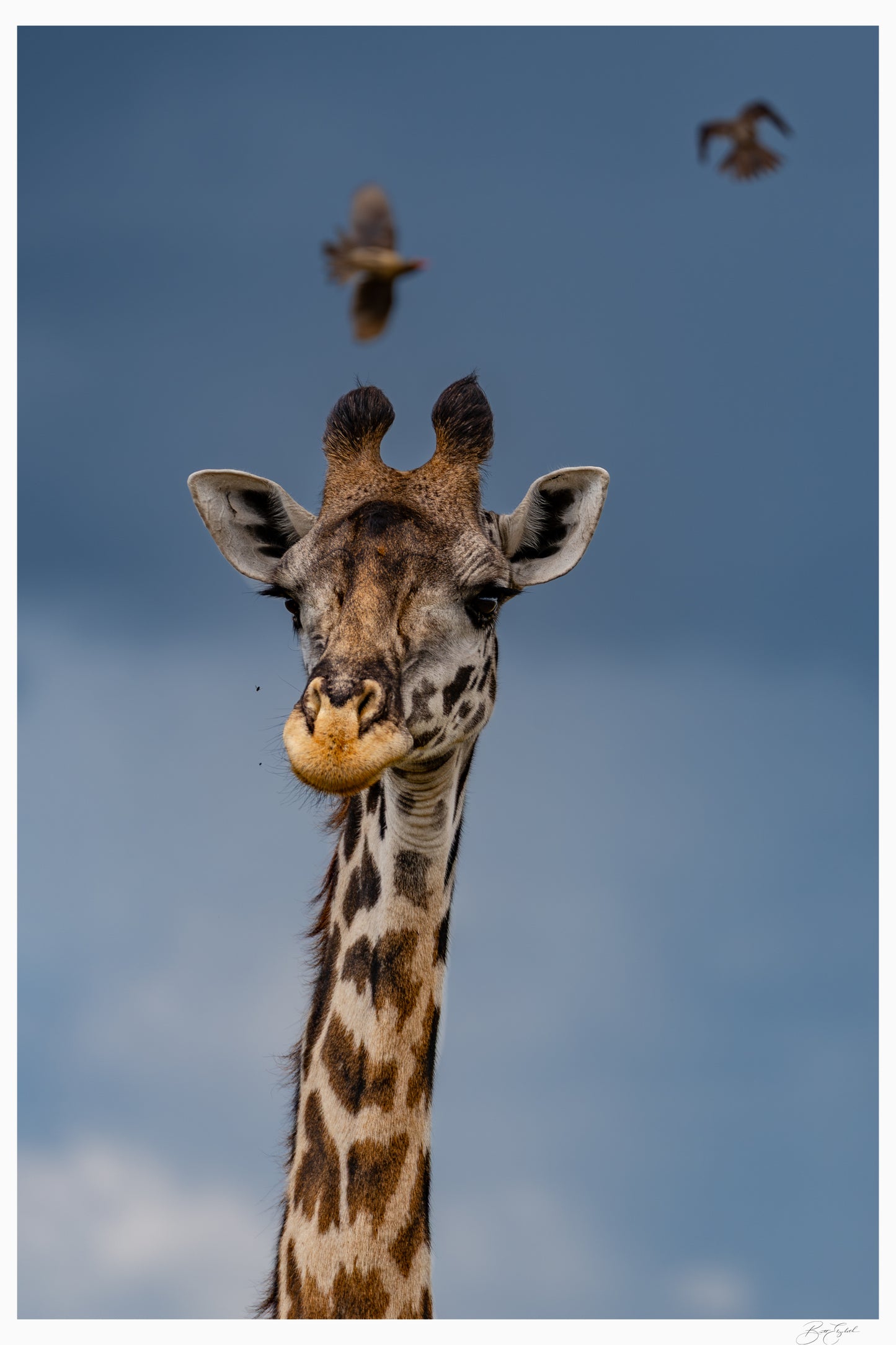 Gentle Giant