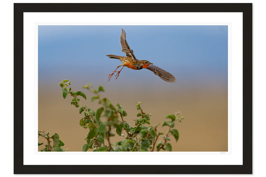 Flight Over The Grasslands