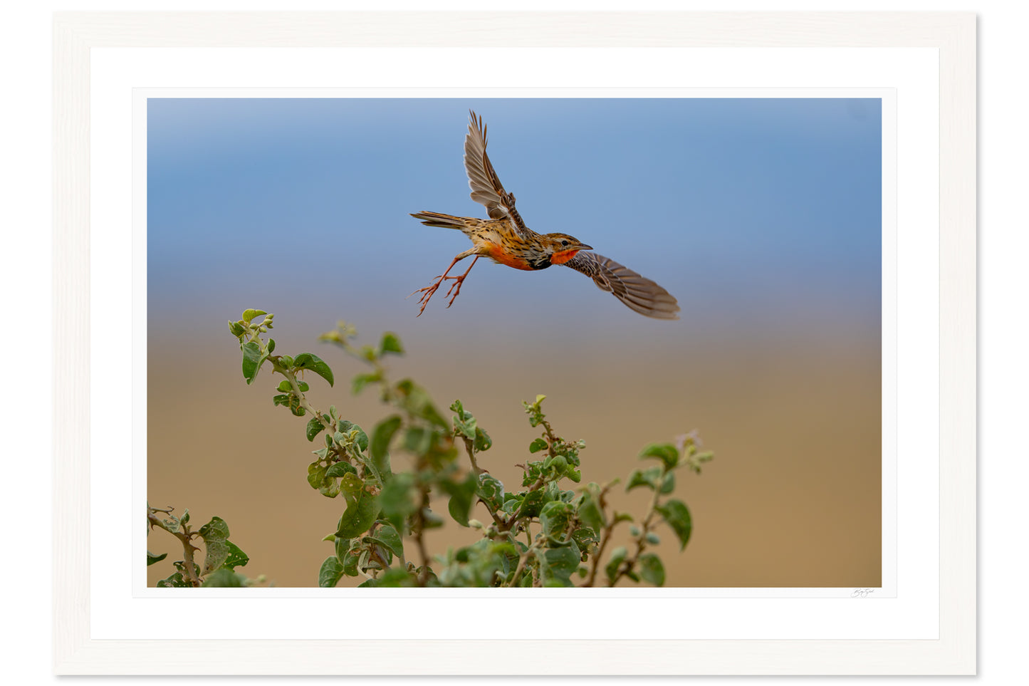 Flight Over The Grasslands