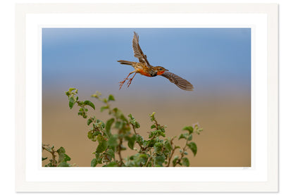 Flight Over The Grasslands