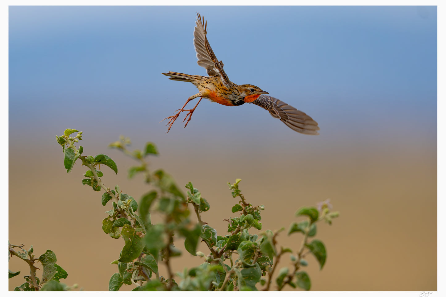Flight Over The Grasslands