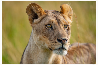 Queen of the Plains