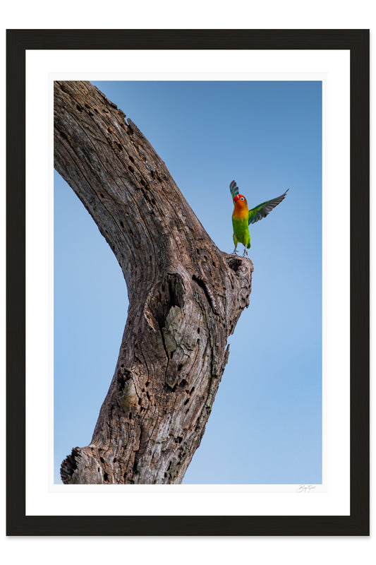 Lovebird Delight