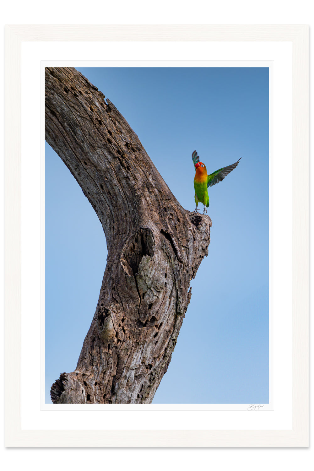 Lovebird Delight