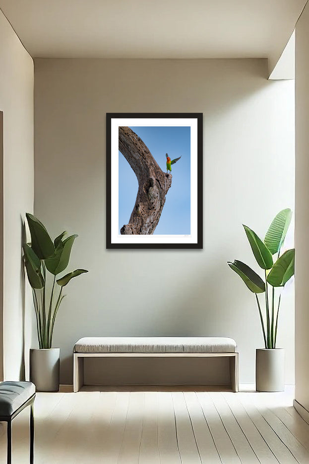 Lovebird Delight