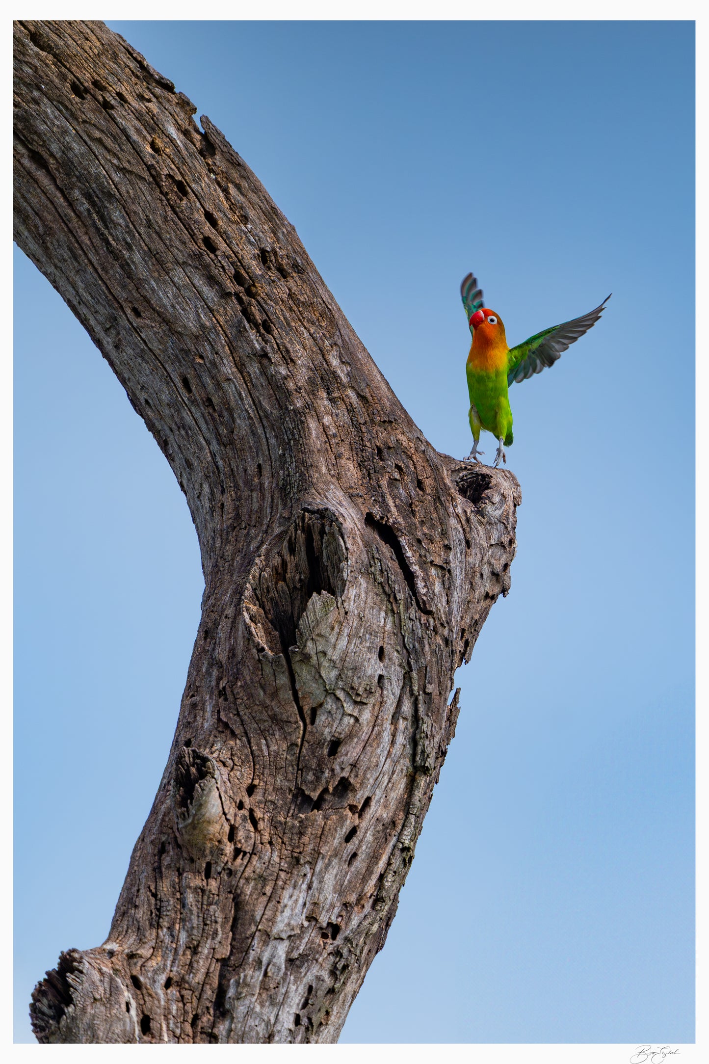 Lovebird Delight