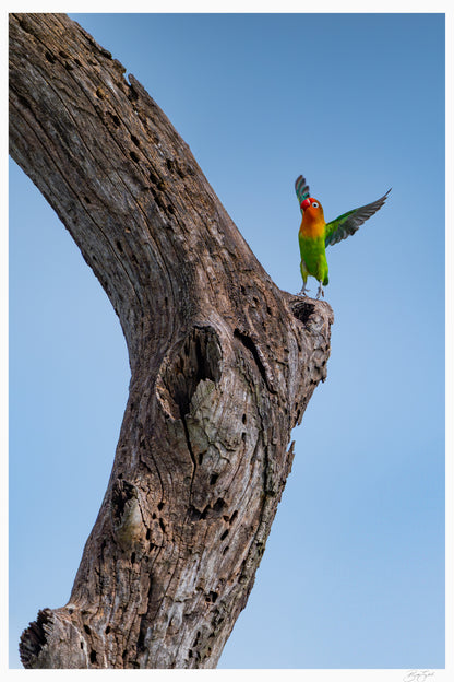 Lovebird Delight