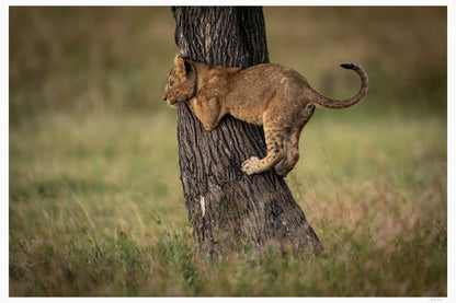 Climbing Lesson