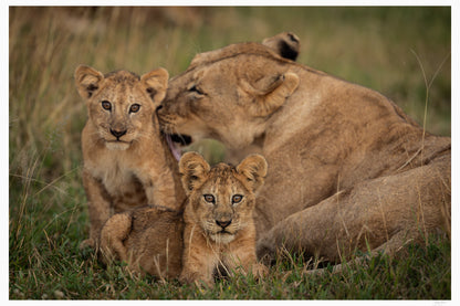 Mothers Care