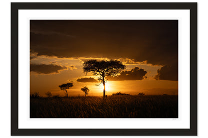 Savanna Gold