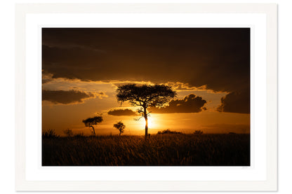 Savanna Gold