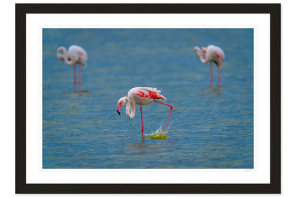 Wading Dance