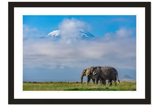 Giants of Kilimanjaro