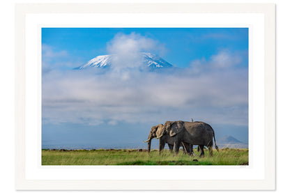 Giants of Kilimanjaro
