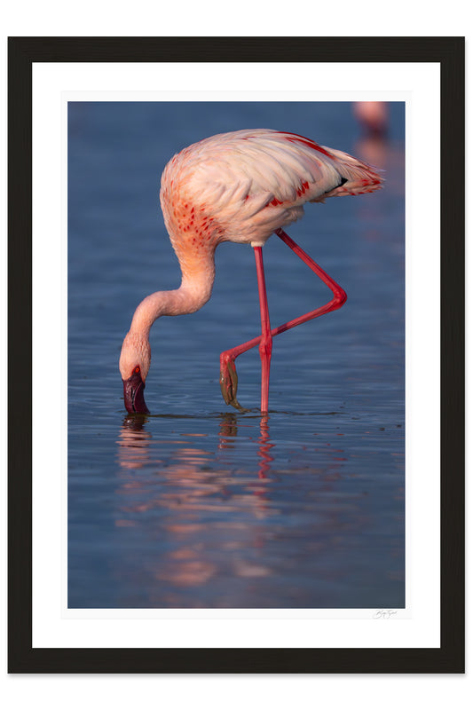 Reflections of Pink