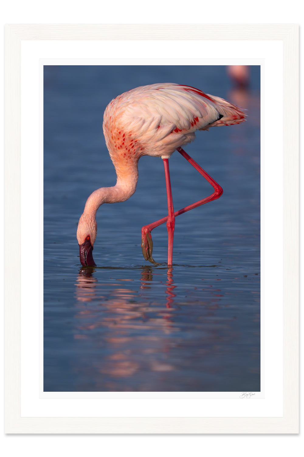 Reflections of Pink