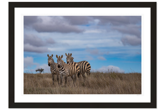 Stripes In Formation