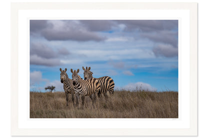 Stripes In Formation