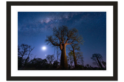 Under Baobab Skies
