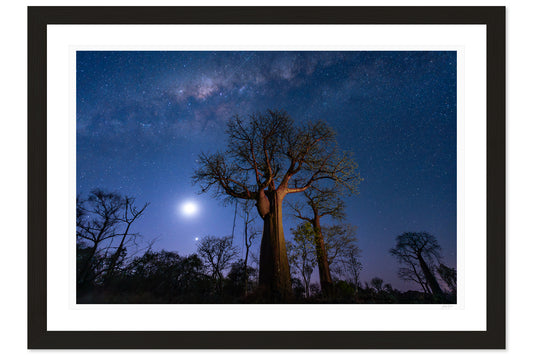 Under Baobab Skies