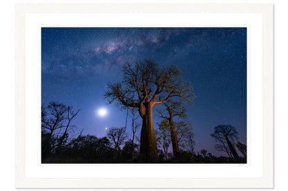 Under Baobab Skies