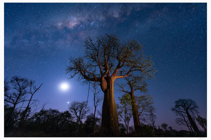 Under Baobab Skies