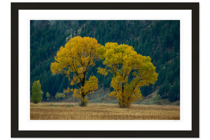 Gold In The Valley