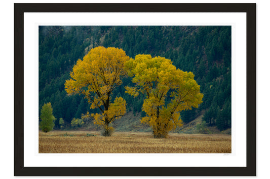 Gold In The Valley