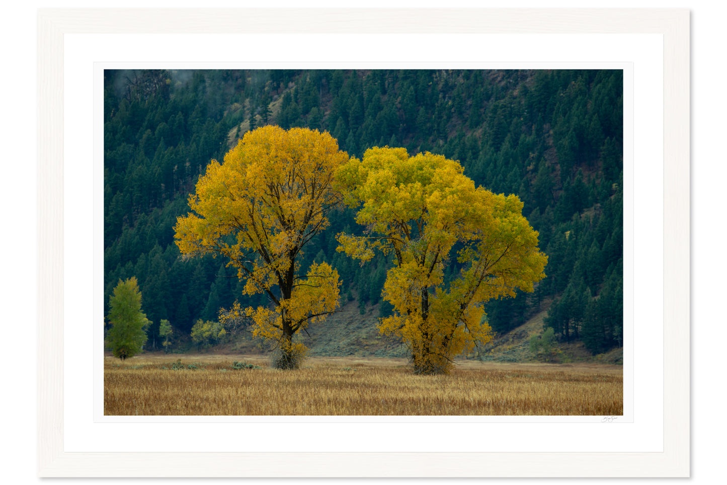 Gold In The Valley