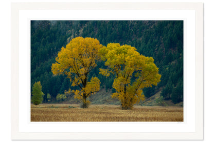 Gold In The Valley